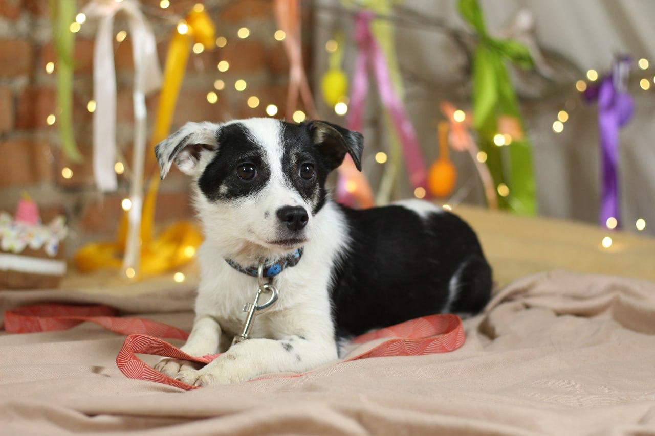 Chiens à adopter